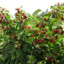 红树莓双季苗