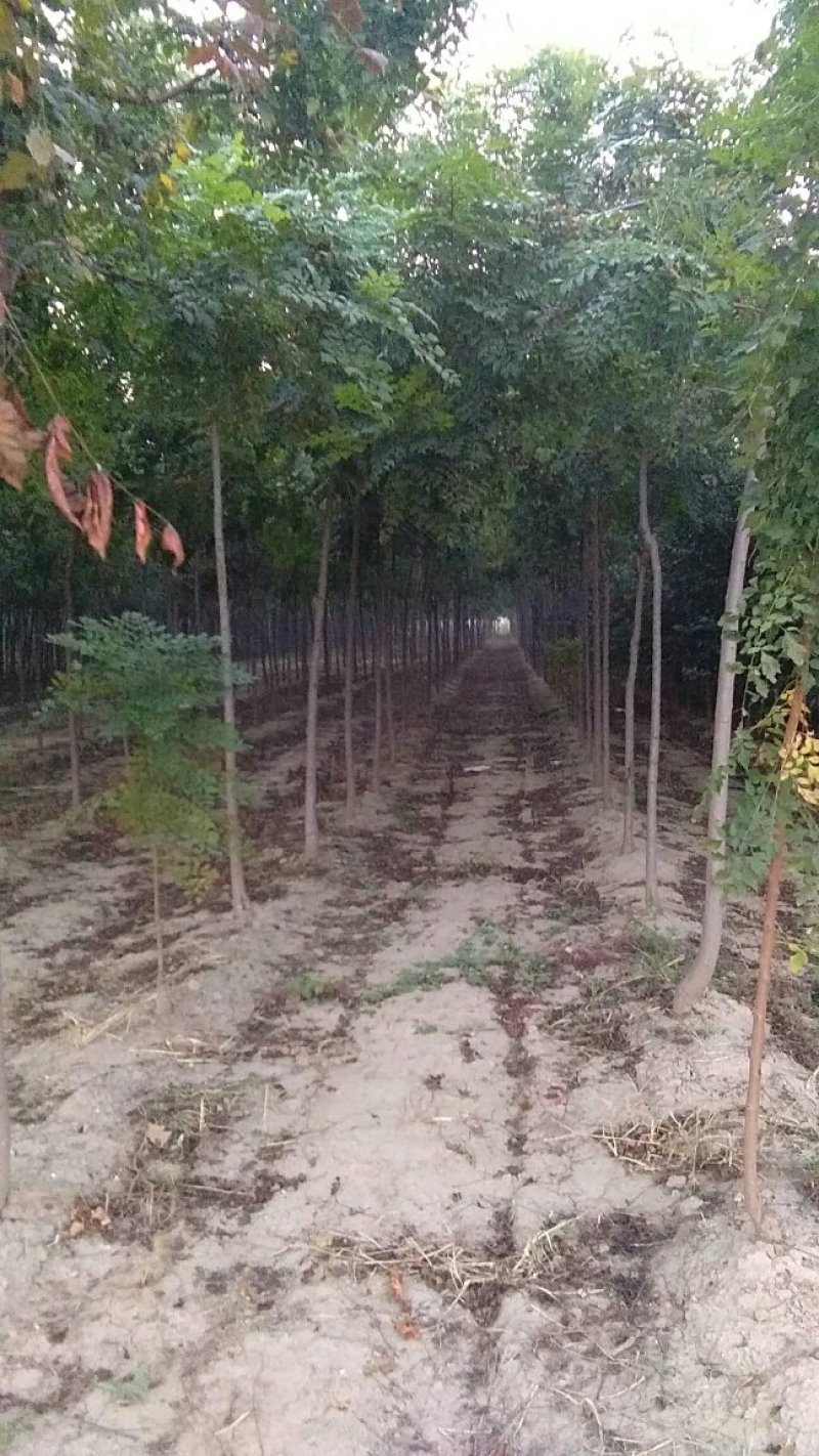 绿化苗木