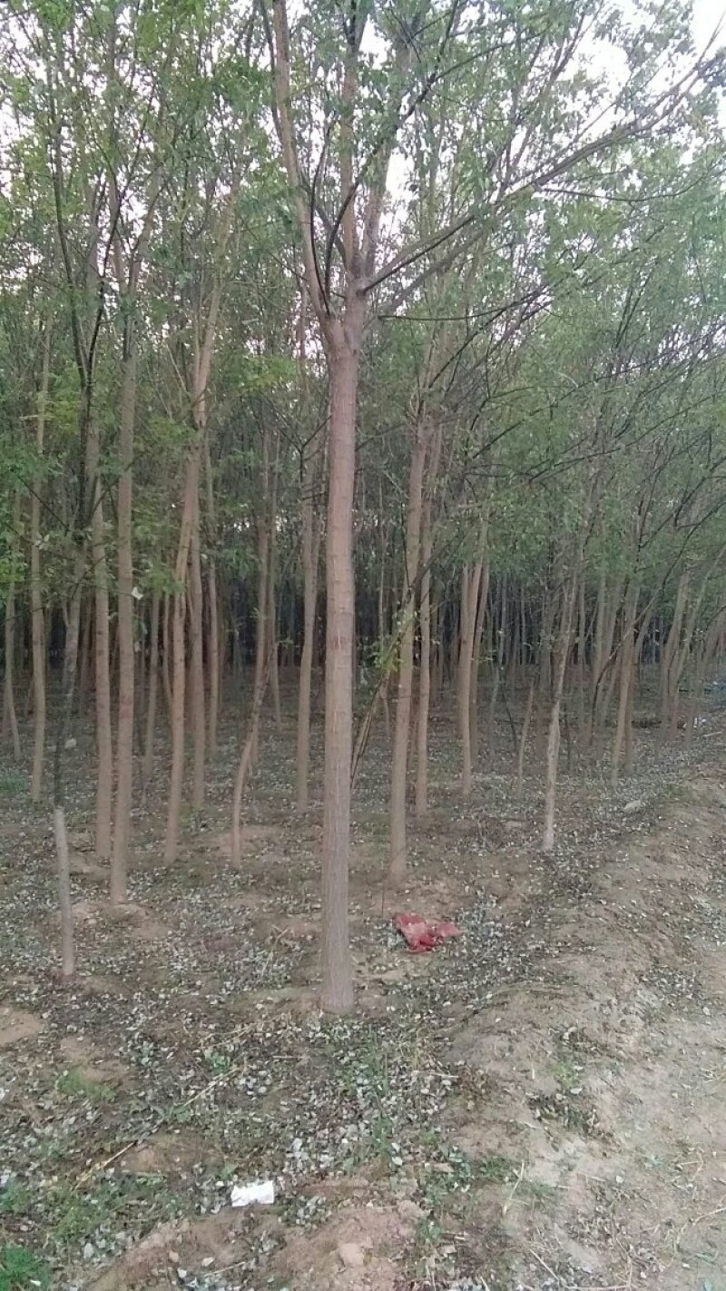 绿化苗木