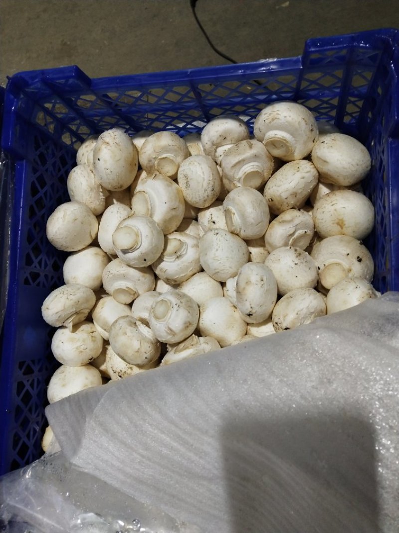 方筐元菇
