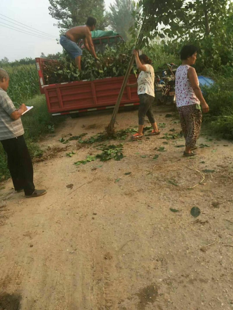 杜仲优质杜仲苗建苗圃用苗工程苗河北保定