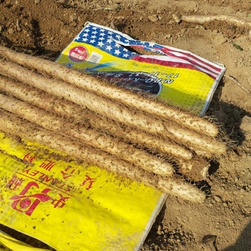 山西，沙土地，白玉山药！以质论价，诚信经营全国发货