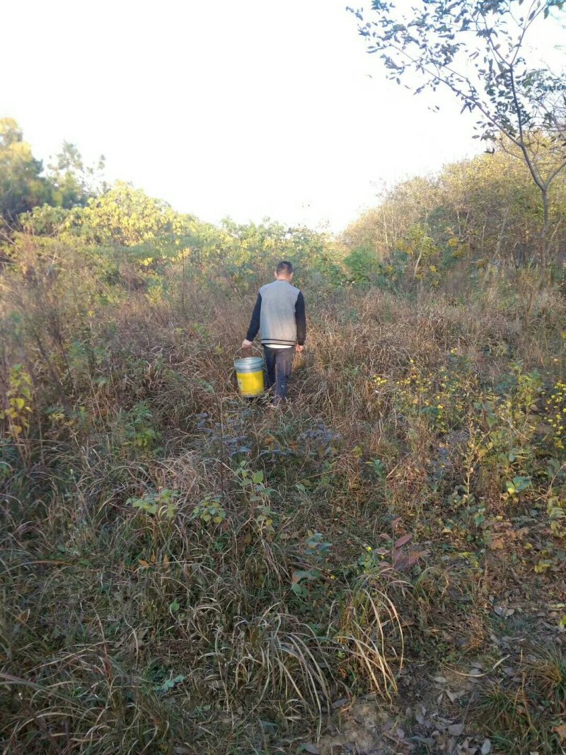 山林散养鸡蛋安徽散养土鸡蛋