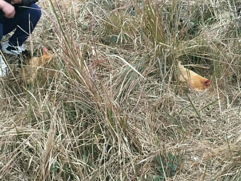 山林散养鸡蛋安徽散养土鸡蛋