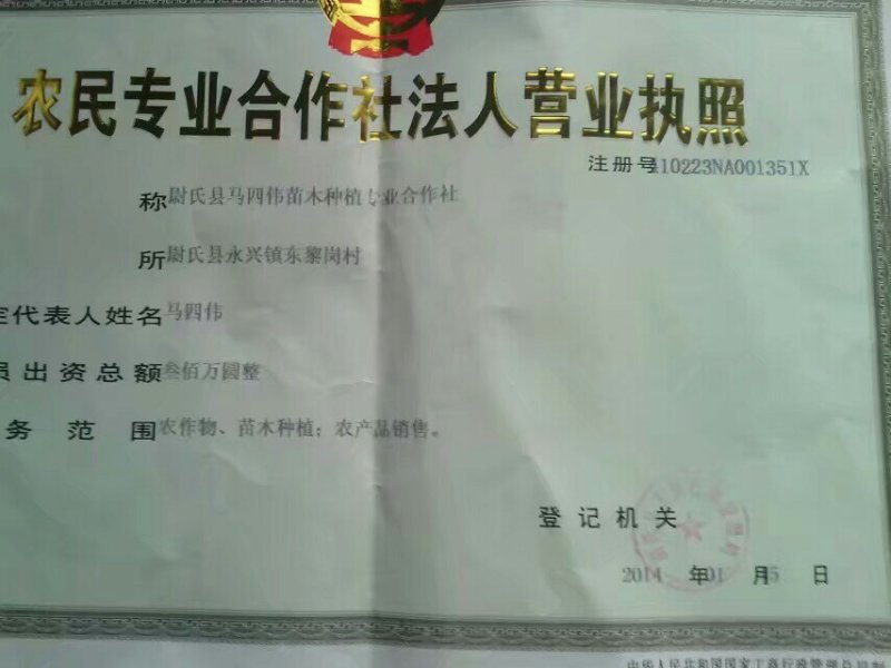 杨树苗