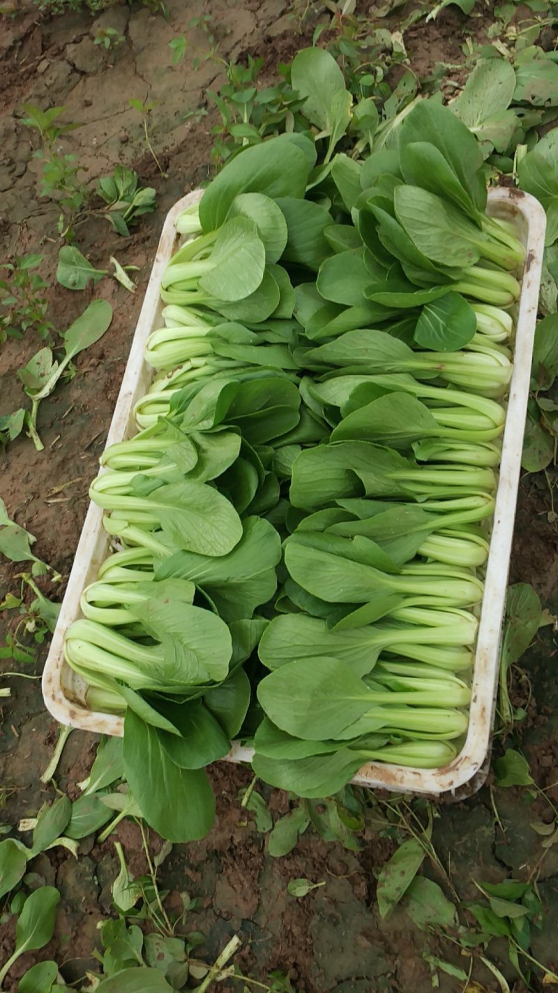 精品上海青，小油菜，常年供应，保质保量，真诚合作
