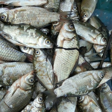 野生河鲫鱼