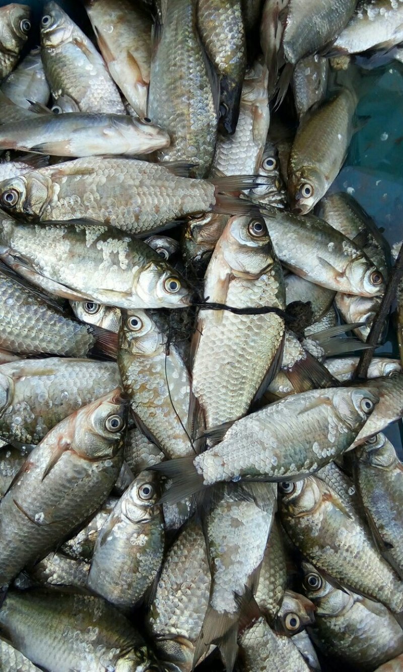 野生河鲫鱼
