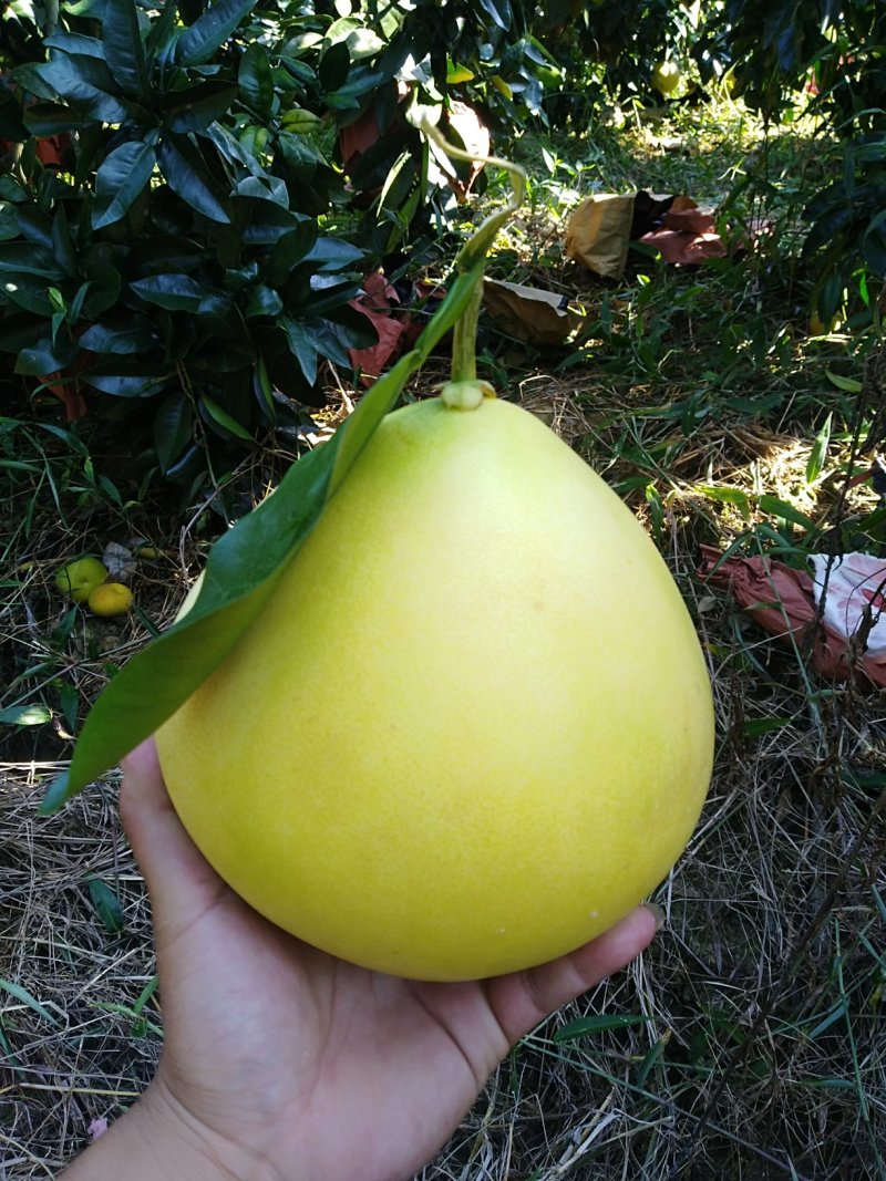 广西柚子，皮薄河池红心柚环江香柚红心蜜柚