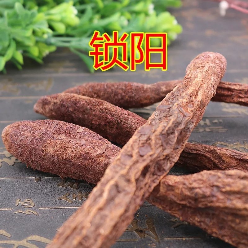 锁阳