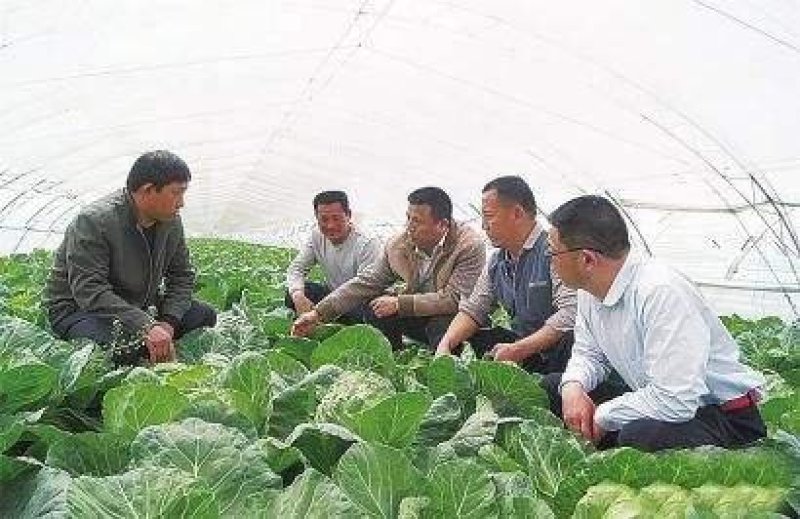 优质甘蓝低价供应量大从优