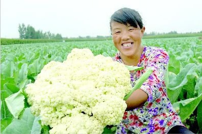 有机菜花低价供货量大价优