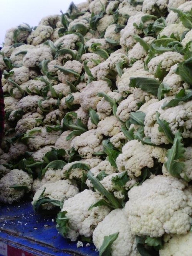有机菜花低价供货量大价优