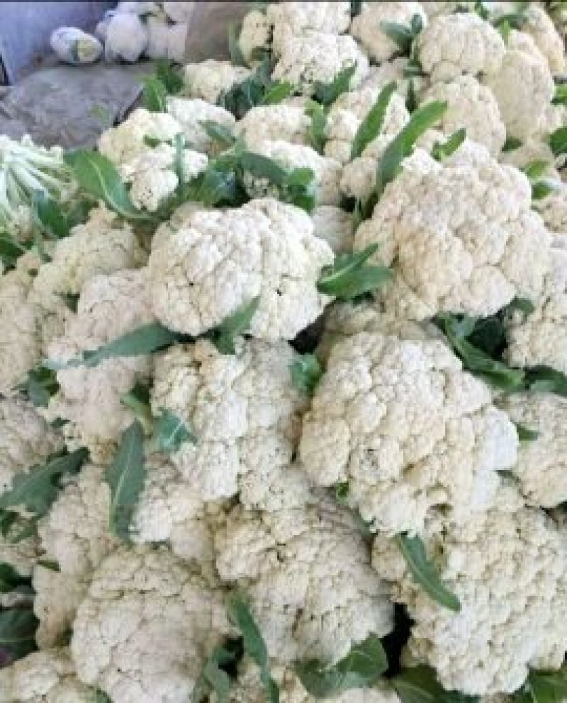 有机菜花低价供货量大价优