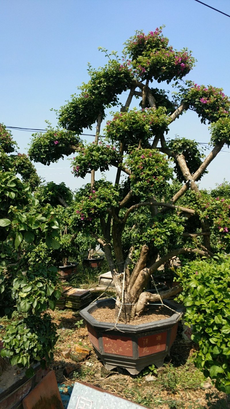 造型三角梅