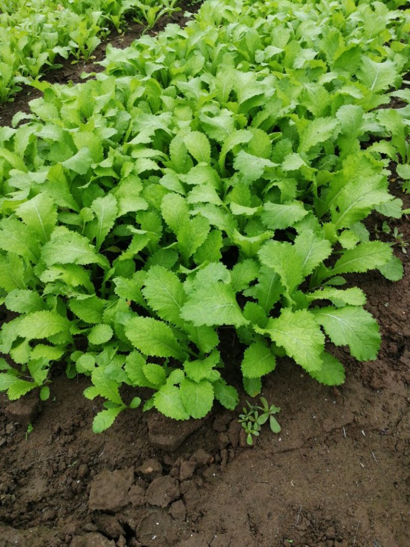 蔬菜苗圃基地，供应芥菜儿菜苗，窝笋苗！
