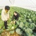 花菜