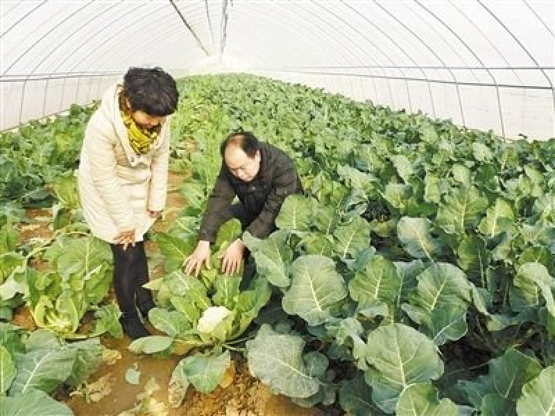 花菜