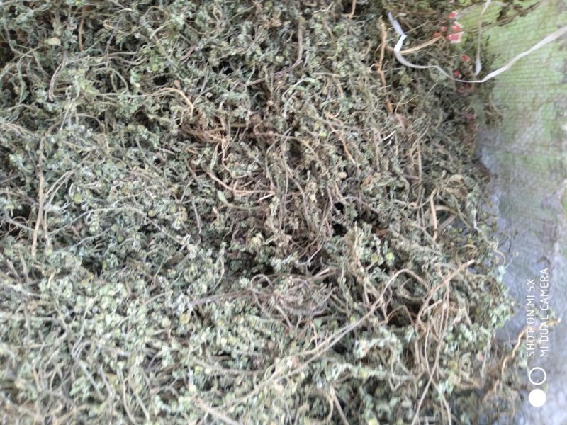 鹅不食草野生：零售：批发：一手货原欢迎采购：。