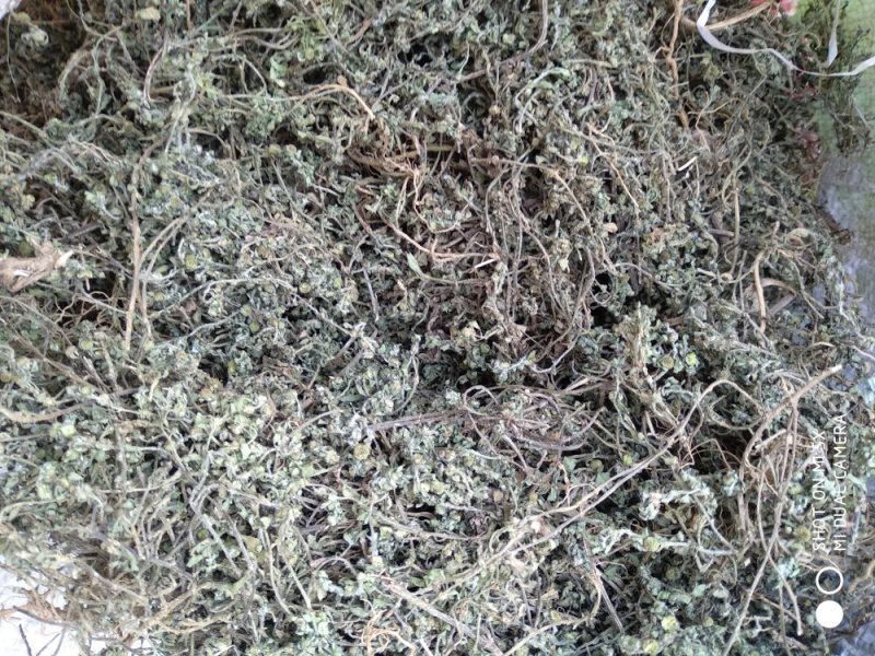 鹅不食草野生：零售：批发：一手货原欢迎采购：。