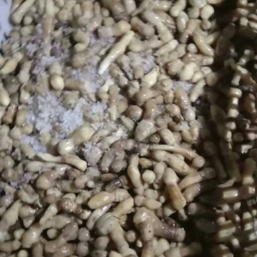 大量盐水菇