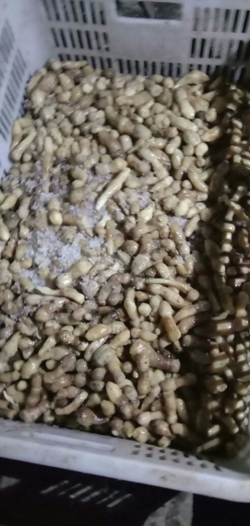 大量盐水菇