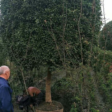 西南桂花，15公分桂花，米径15公分桂花