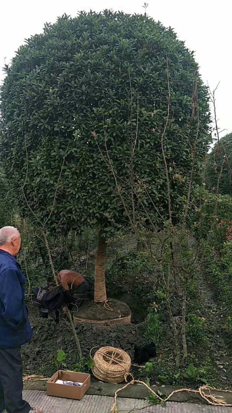 西南桂花，15公分桂花，米径15公分桂花