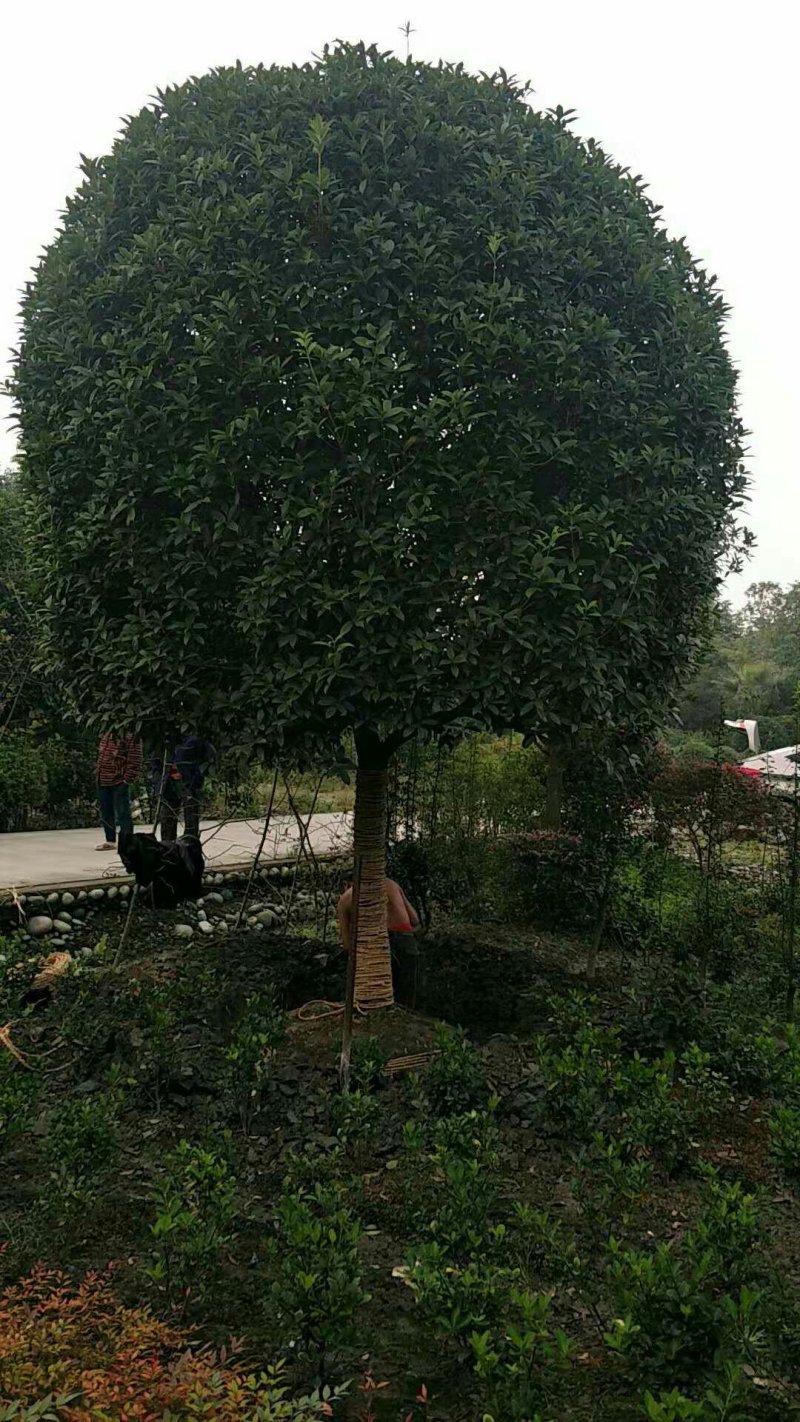 西南桂花，15公分桂花，米径15公分桂花