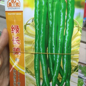 辣椒种子97%以上
