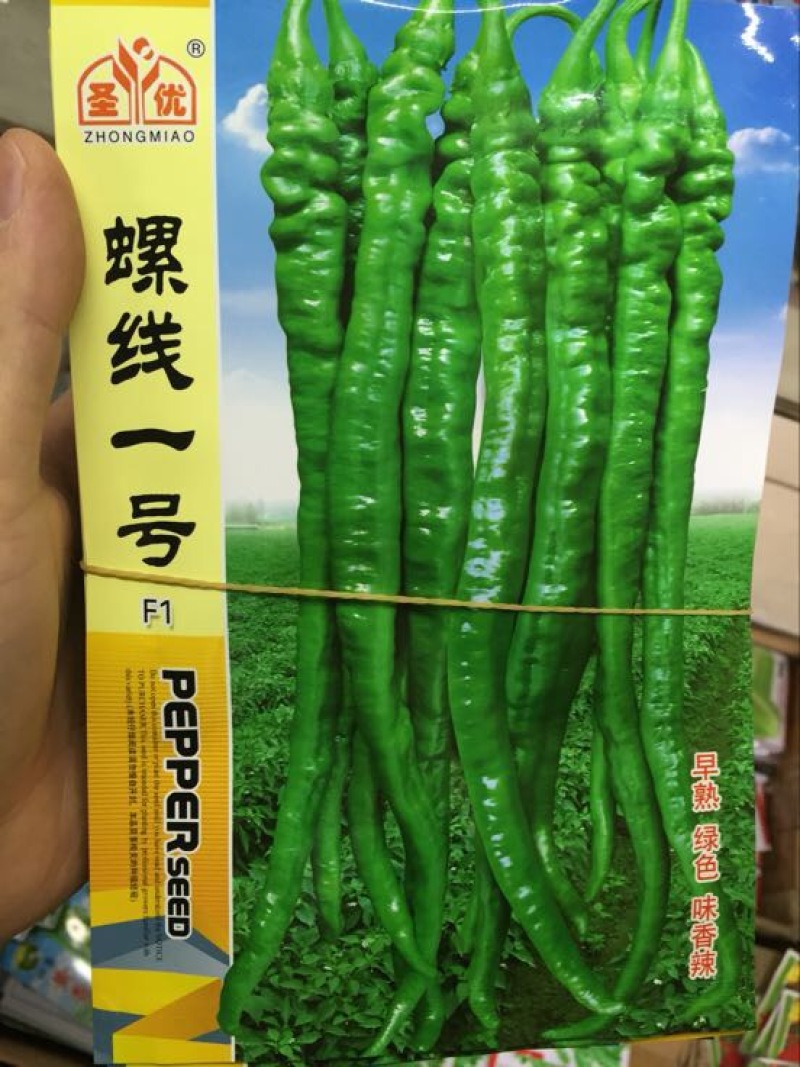辣椒种子97%以上