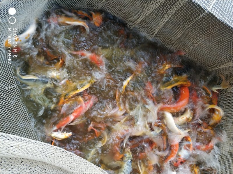 锦鲤鱼
