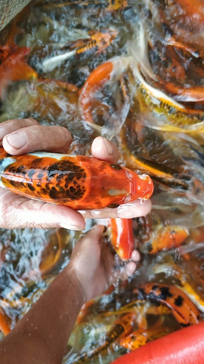 锦鲤鱼