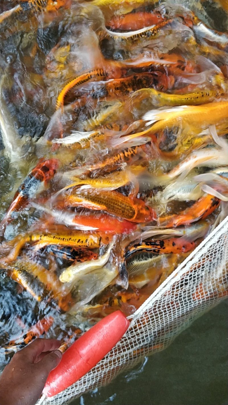 锦鲤鱼