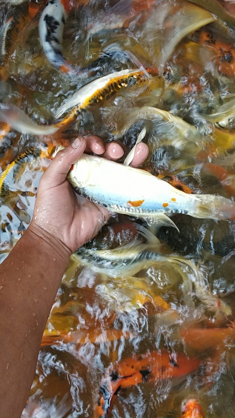 锦鲤鱼