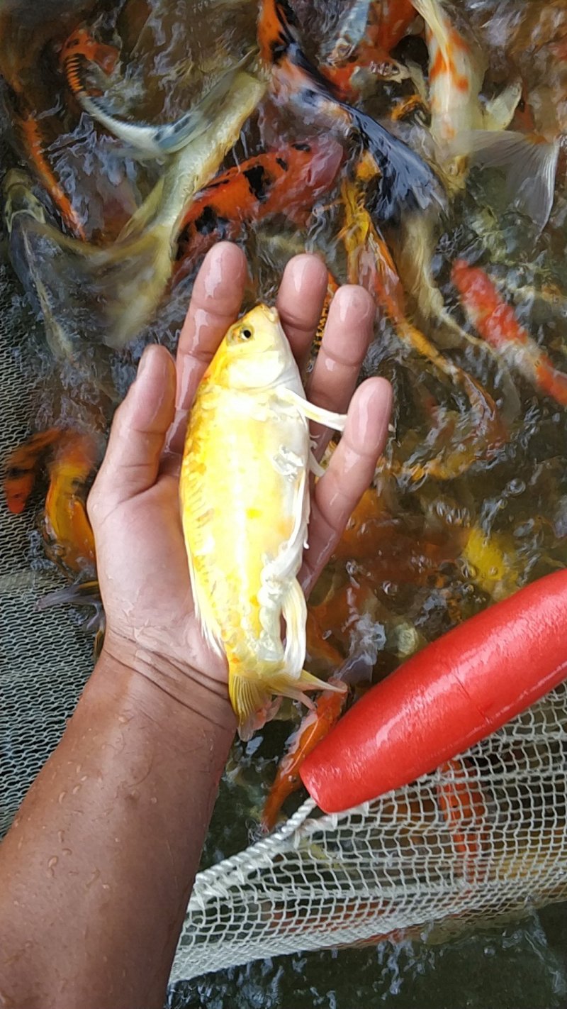 锦鲤鱼