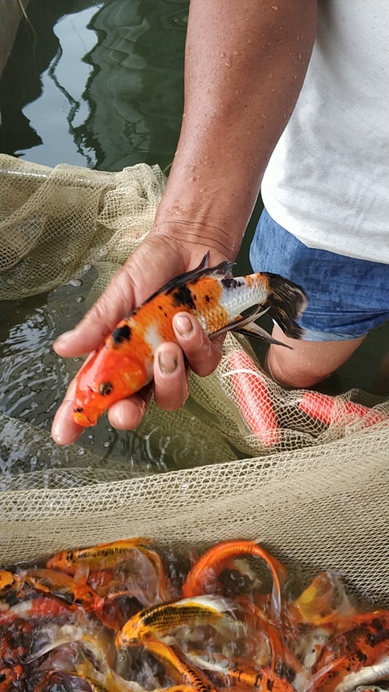 锦鲤鱼