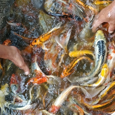 锦鲤鱼