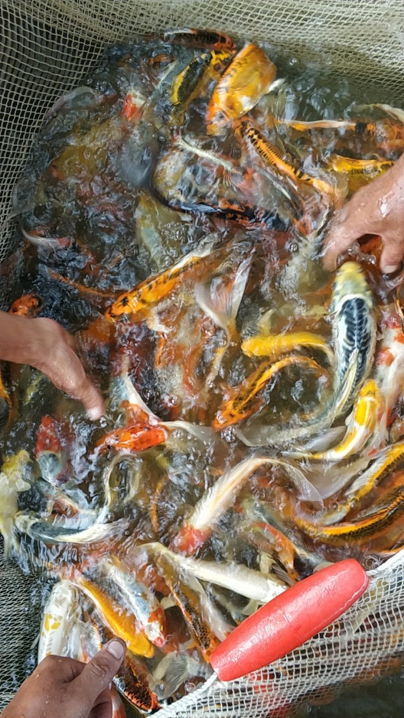 锦鲤鱼