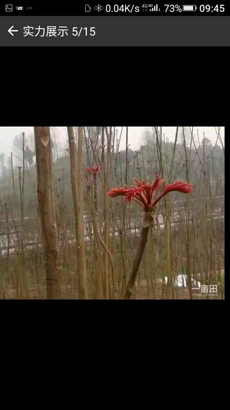 红香椿，