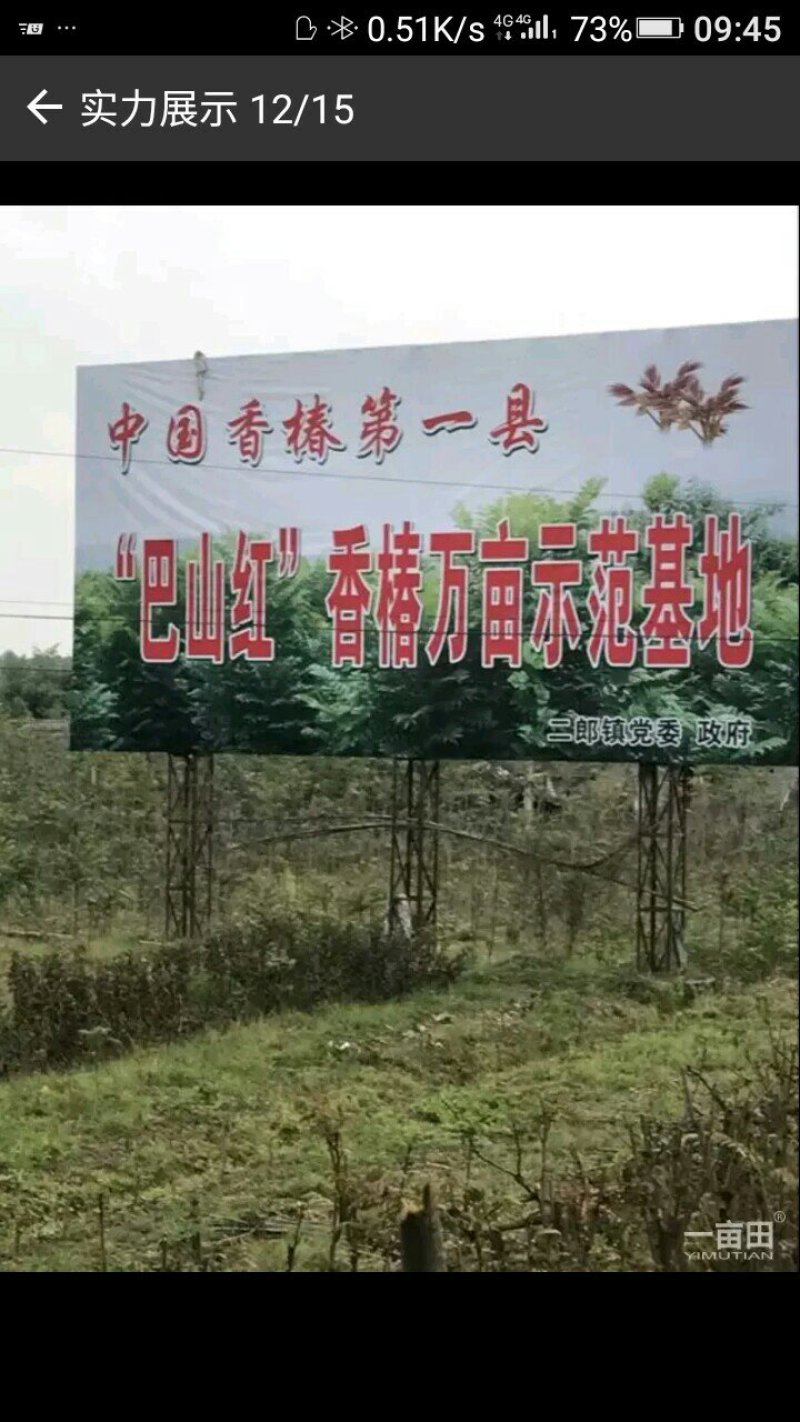 红香椿，