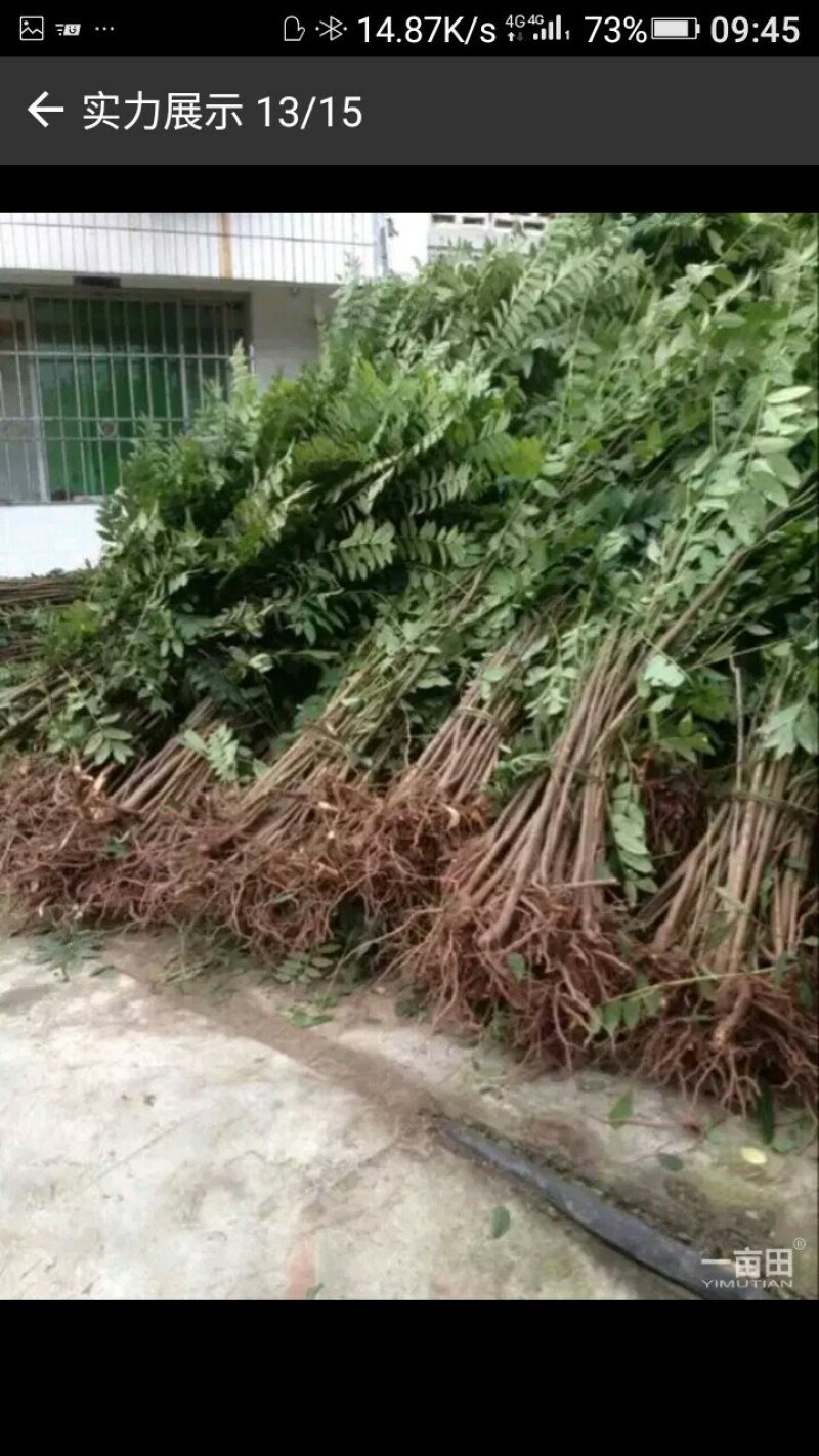 红香椿，