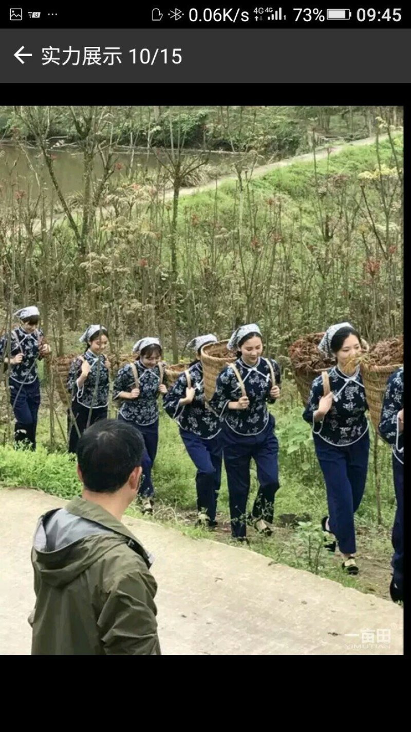 红香椿，