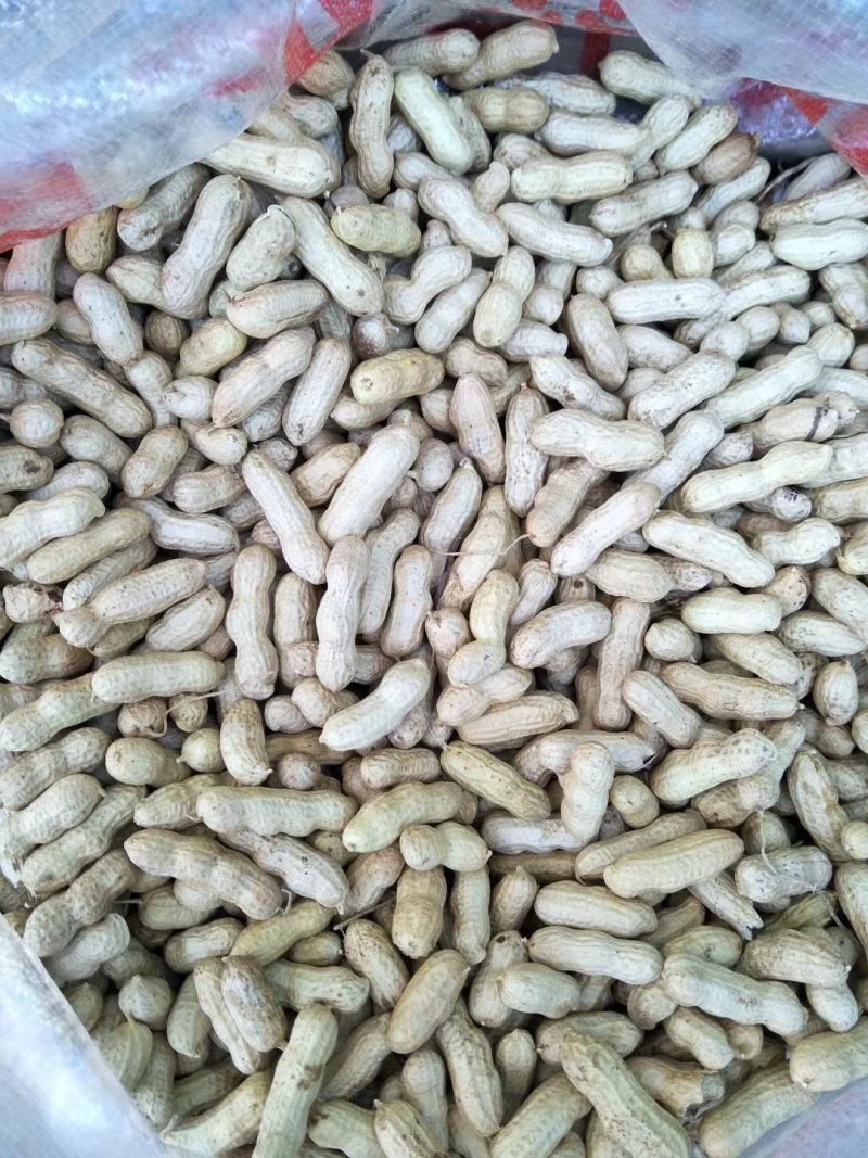四粒红花生生果熟果花生米