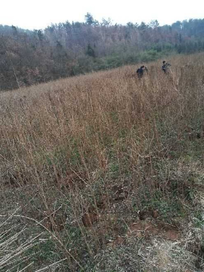 银杏树苗