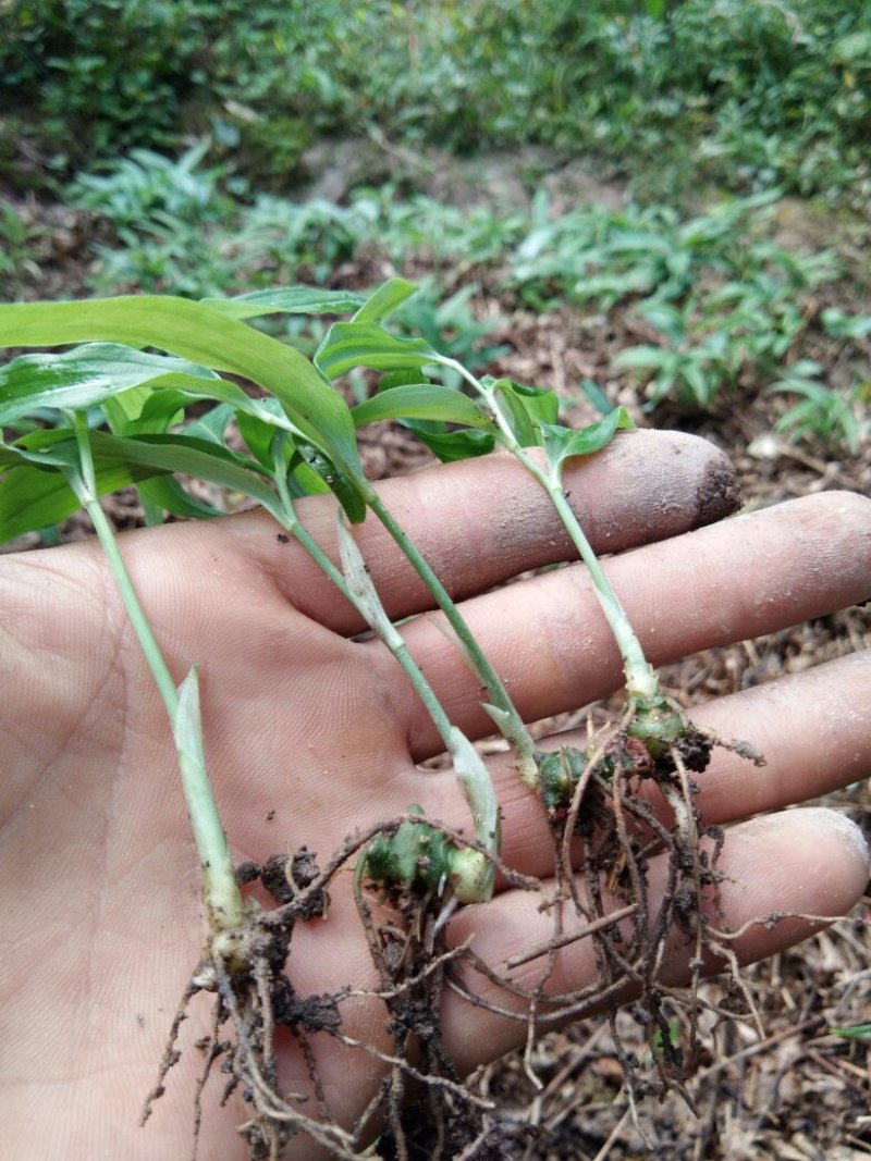 黄精种苗，四季不倒多花甜黄精种苗。质量保证欢迎采购