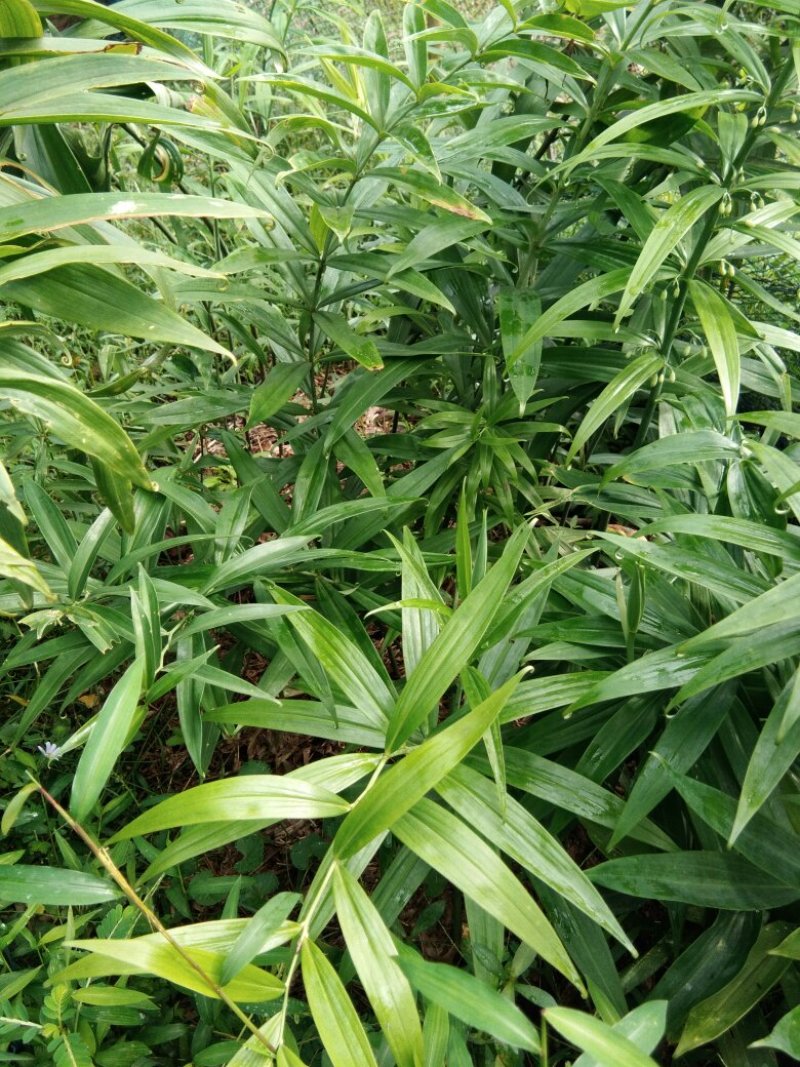 黄精种苗，四季不倒多花甜黄精种苗。质量保证欢迎采购