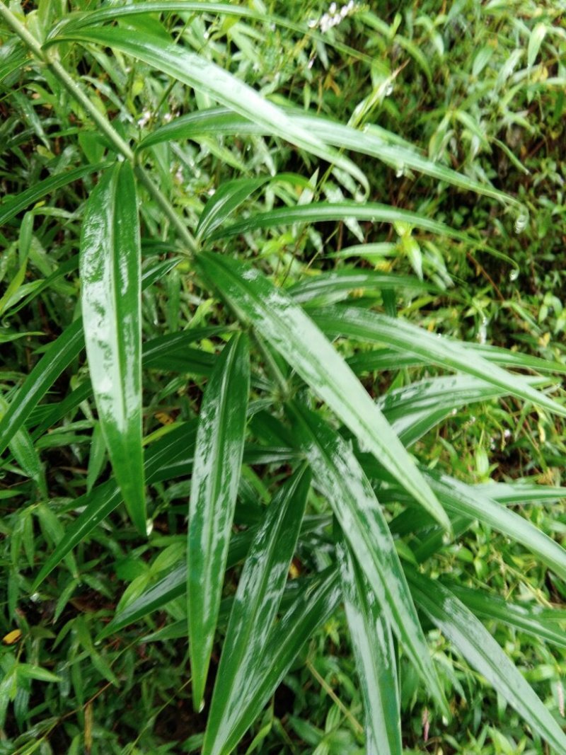 黄精种苗，四季不倒多花甜黄精种苗。质量保证欢迎采购