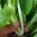 白菜苗缺货代育和销售各种蔬菜苗