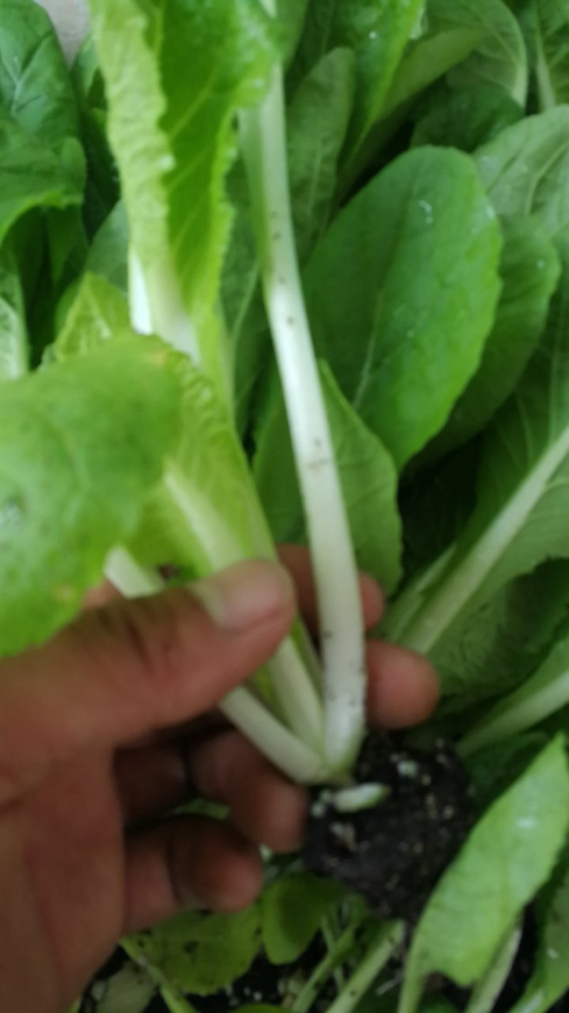 白菜苗缺货代育和销售各种蔬菜苗